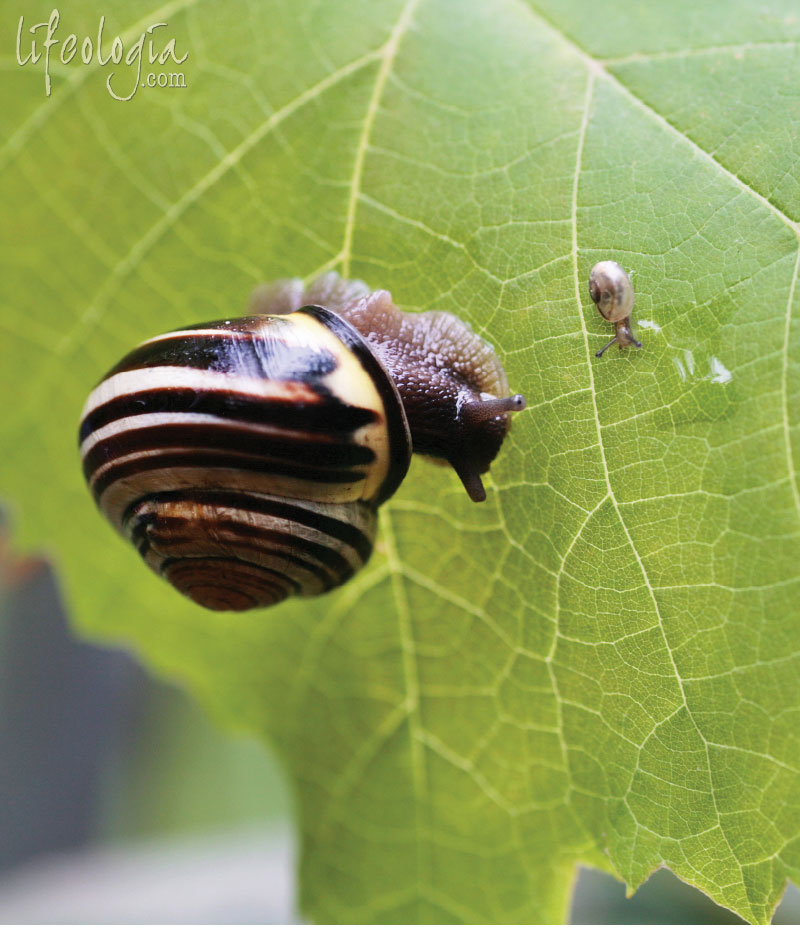 this-moment macro-snail-photography