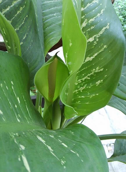 437px-dieffenbachia_bowmannii_flower1