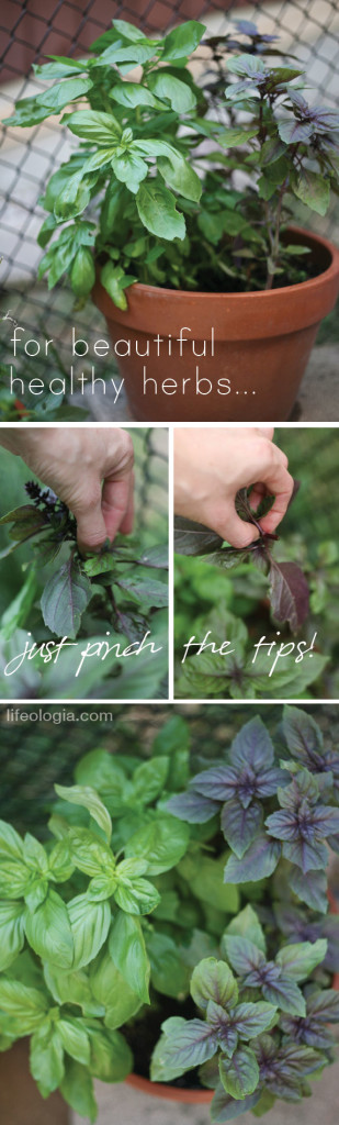 lifeologia-garden-tips2